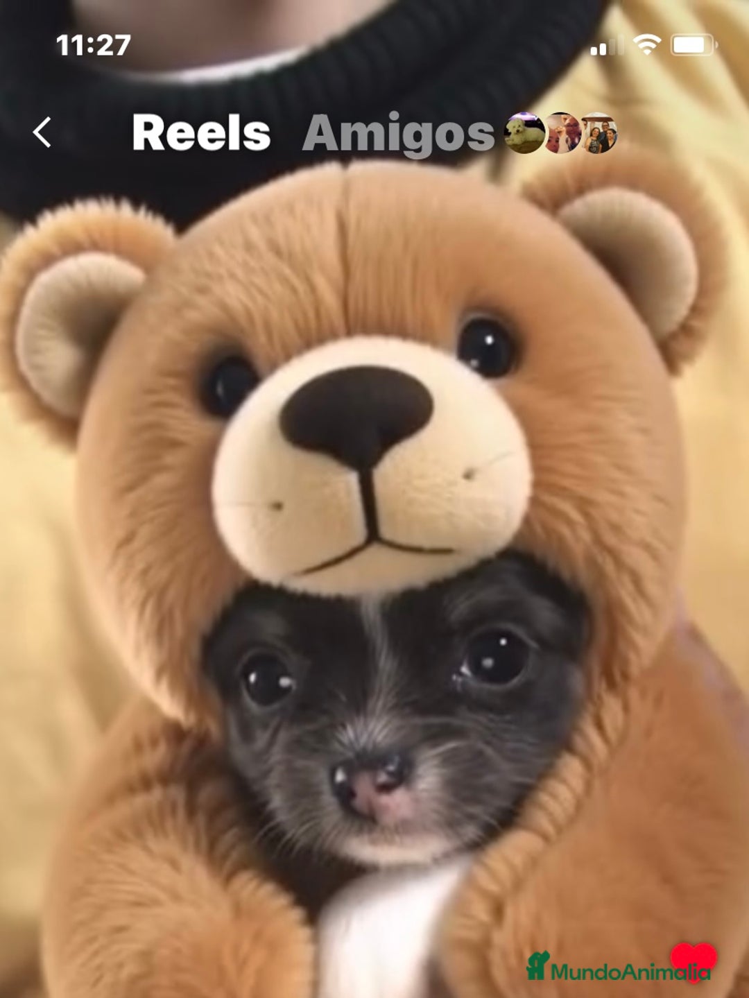 Chihuahua perros en venta: Preciosos chihuahuas toy  - Anuncio 3