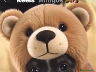 Chihuahua perros Preciosos chihuahuas toy - Anuncio 7