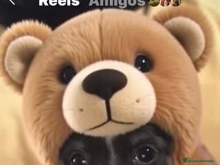 Chihuahua perros Preciosos chihuahuas toy - Anuncio 9