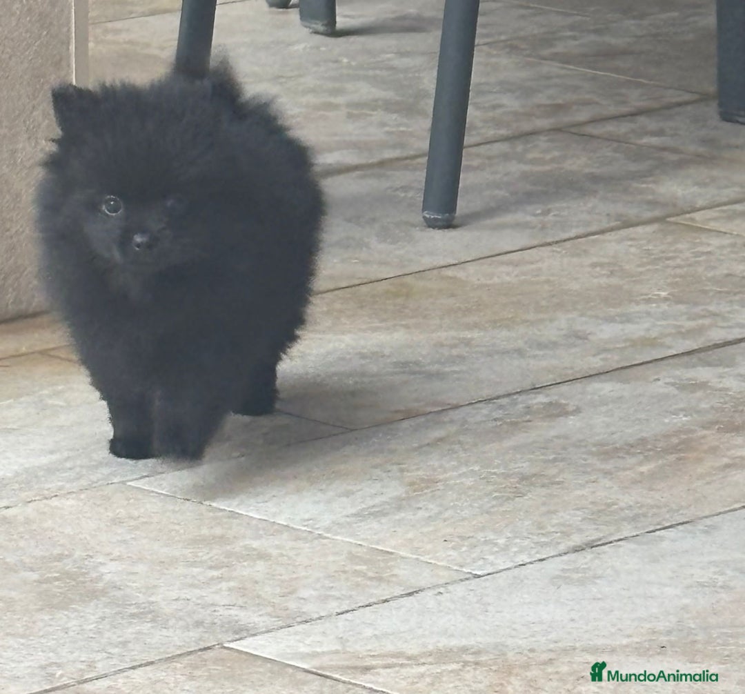 Pomerania perros en venta: LULU DE POMERANIA  - Anuncio 1