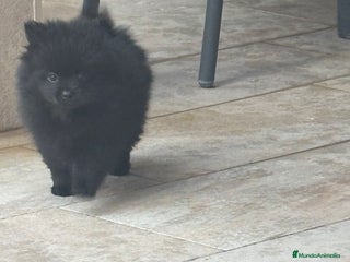 Pomerania perros LULU DE POMERANIA - Anuncio 1