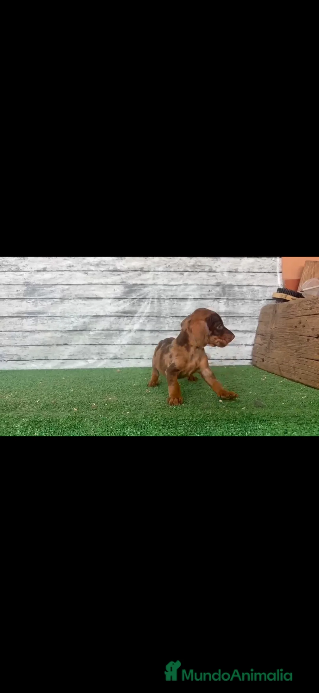Teckel Miniatura perros en venta: Teckel kanichen macho y hembras  - Anuncio 1