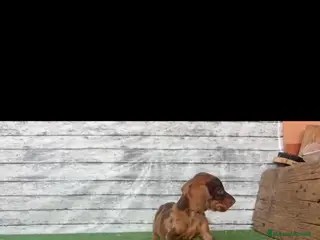 Teckel Miniatura perros Teckel kanichen macho y hembras - Anuncio 1