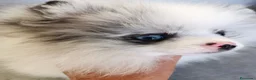 Pomerania perros en venta: Pomerania TOY Merle ojos azules  - Anuncio 9