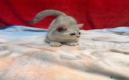 Británico de Pelo Corto gatos en venta: British Silver Shaded Negro - Imagen 4