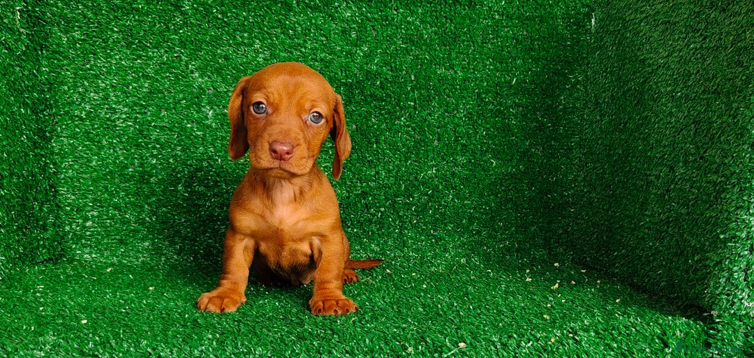 Teckel Miniatura perros en venta: Teckel miniatura - Anuncio 2