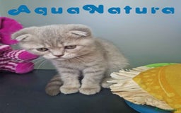 Scottish Fold gatos en venta: Scottish Fold Macho 7913 AQUANATURA - Imagen 9