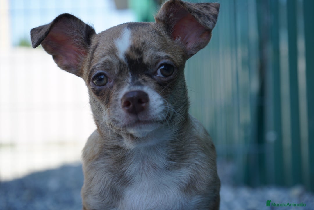 Chihuahua perros en venta: 🐾 PEQUEÑOS CHIHUAHUAS ENCANTADORES 🐾 - Imagen 2