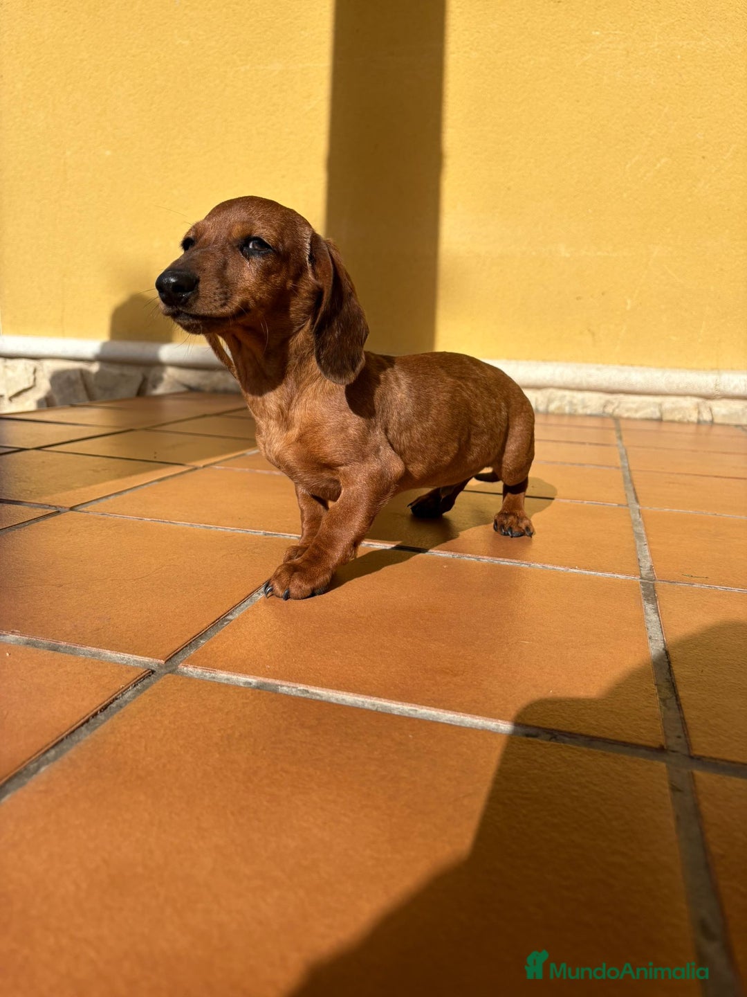 Teckel perros en venta: Teckel kaninchen merle chocolate diluido - Anuncio 12