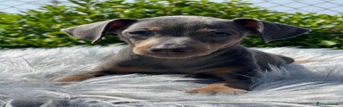 Pinscher Miniatura Cachorro 2