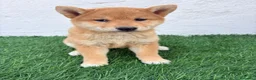 Shiba Inu perros en venta: Shiba Inu - Anuncio 12