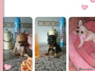 Chihuahua perros en Badajoz - Anuncio 6