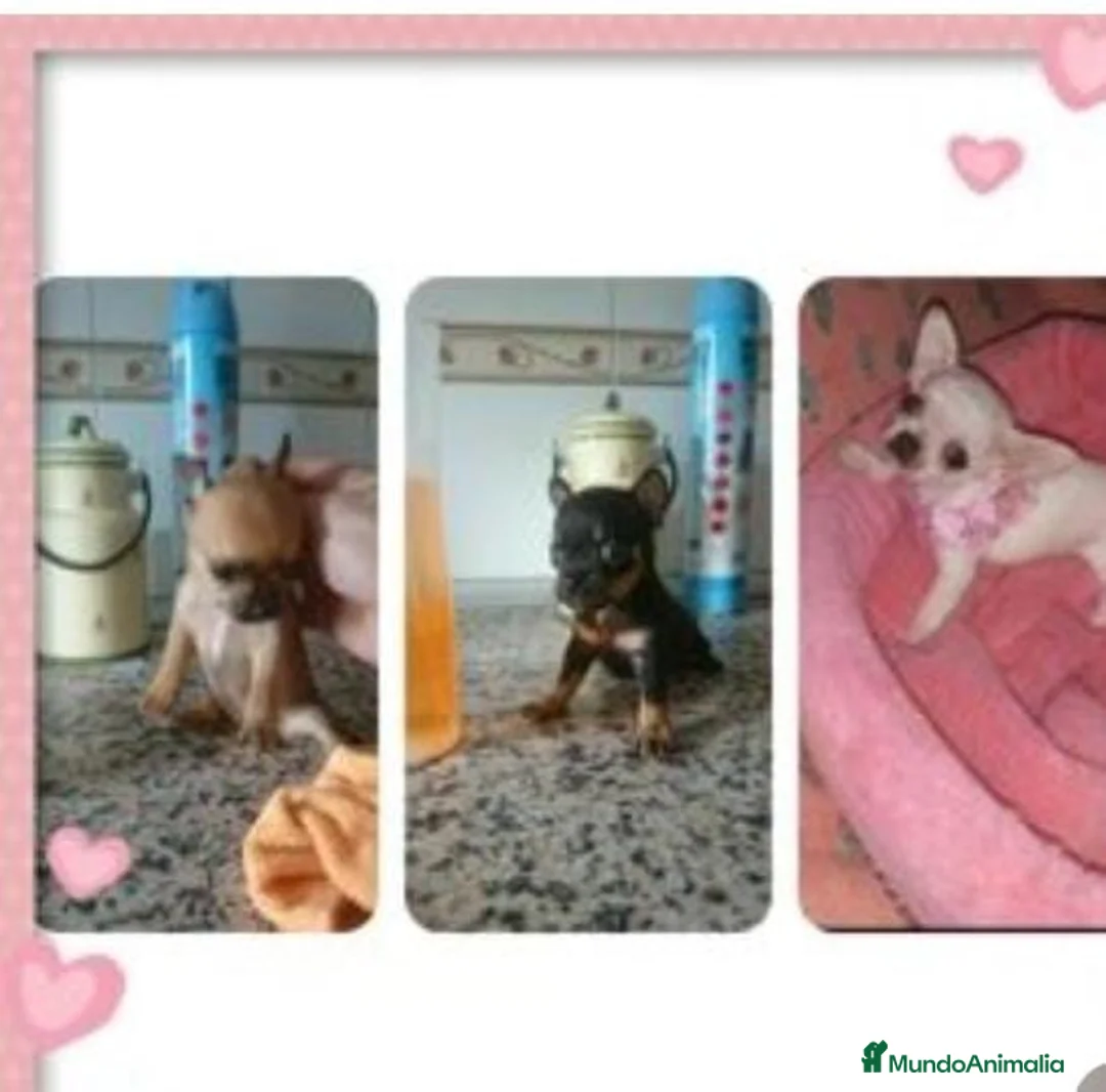 Chihuahua perros en venta: Chihuahuas miniaturas en Badajoz - Anuncio 1