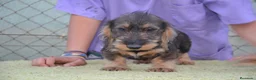 Teckel perros en venta: teckel de pelo duro - Anuncio 2