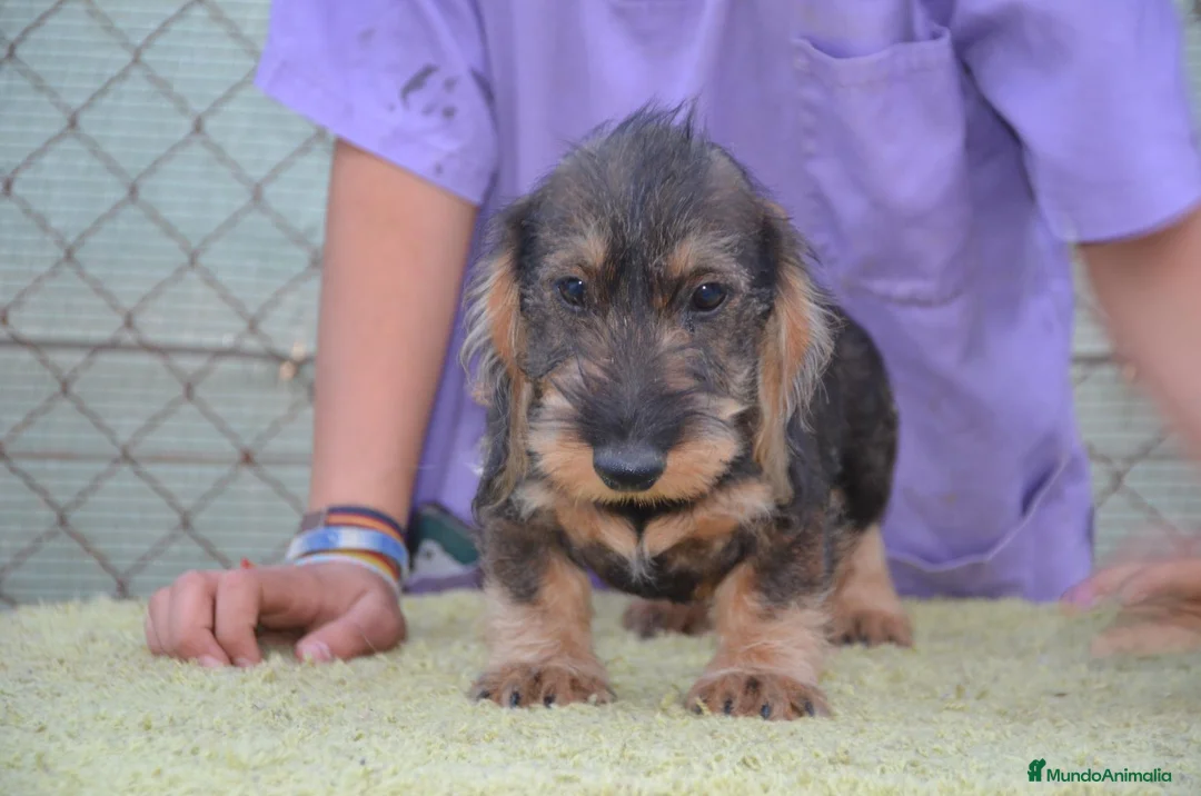 Teckel perros en venta: teckel de pelo duro - Anuncio 2