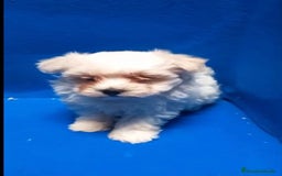 Bichón Maltés perros en venta: Bichon maltés toy - Imagen 4