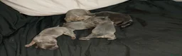 Raza Mixta perros en venta: Chipim azules y lilac - Anuncio 10