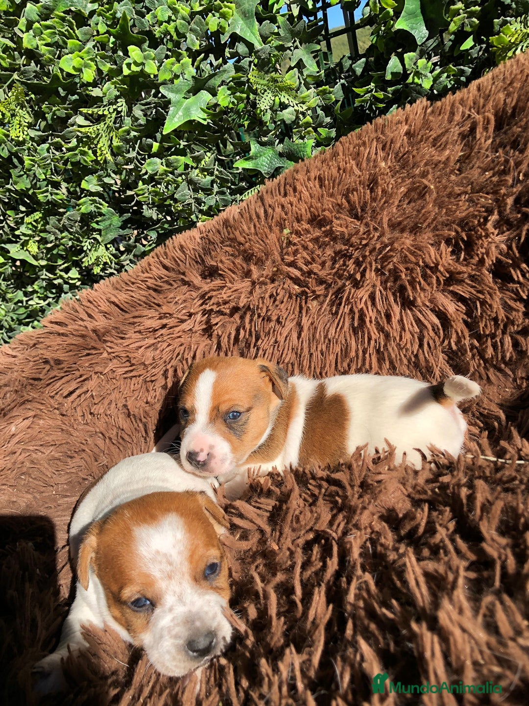 Jack Russell Terrier perros en venta: Preciosos Jack Russell 🤍🤎 - Anuncio 6