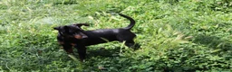 Pinscher Miniatura perros en venta: Pinscher miniatura hembra  - Anuncio 3
