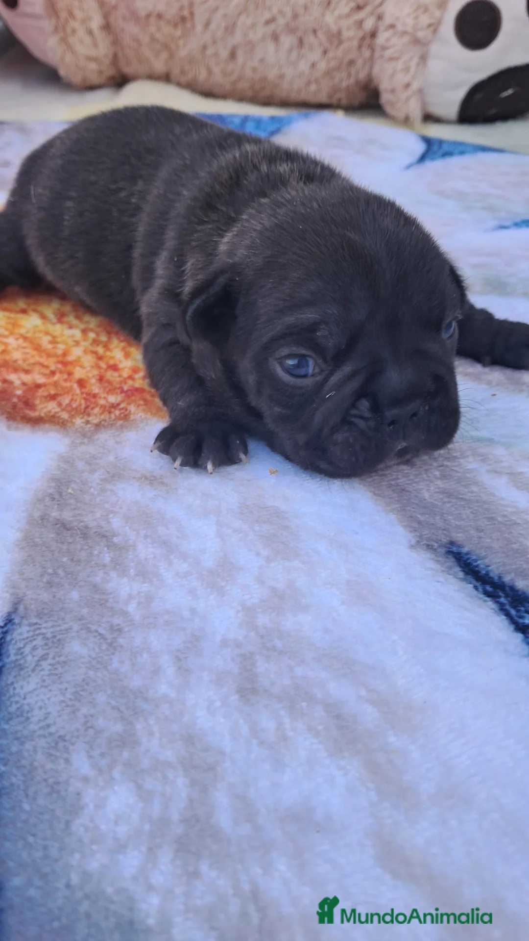 Bulldog Francés perros en venta: Bebes bulldog francés  - Anuncio 1