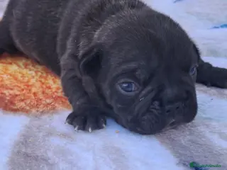 Bulldog Francés perros Bebes bulldog francés - Anuncio 2