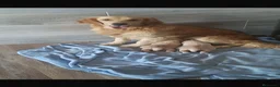 Golden Retriever perros en venta: Cachorros Golden retriever 🐶🐾 - Anuncio 1