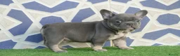 Bulldog Francés perros en venta: Bulldog Frances  - Anuncio 5