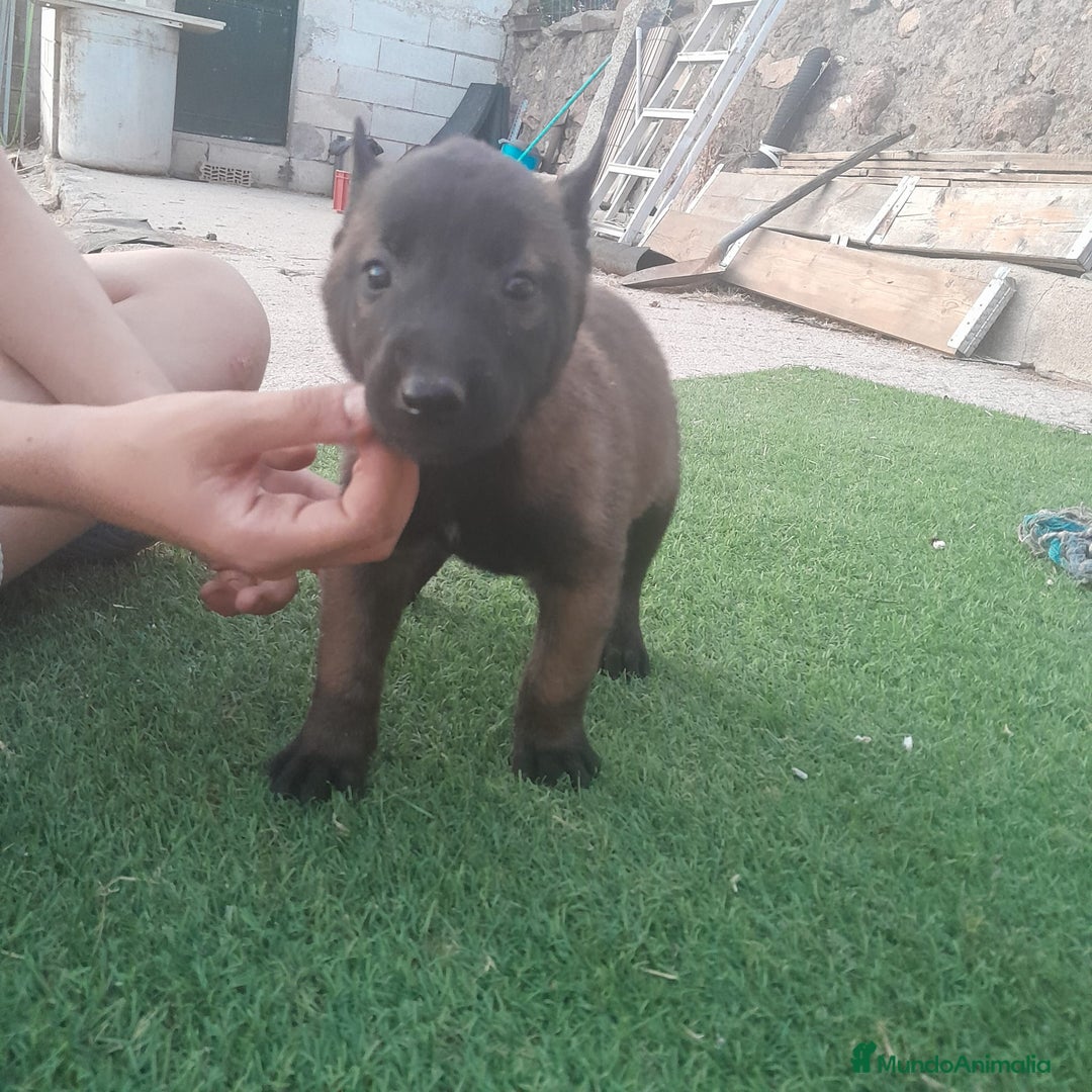 Pastor Belga Malinois perros en venta: PASTOR BELGA MALINOIS - Imagen 13