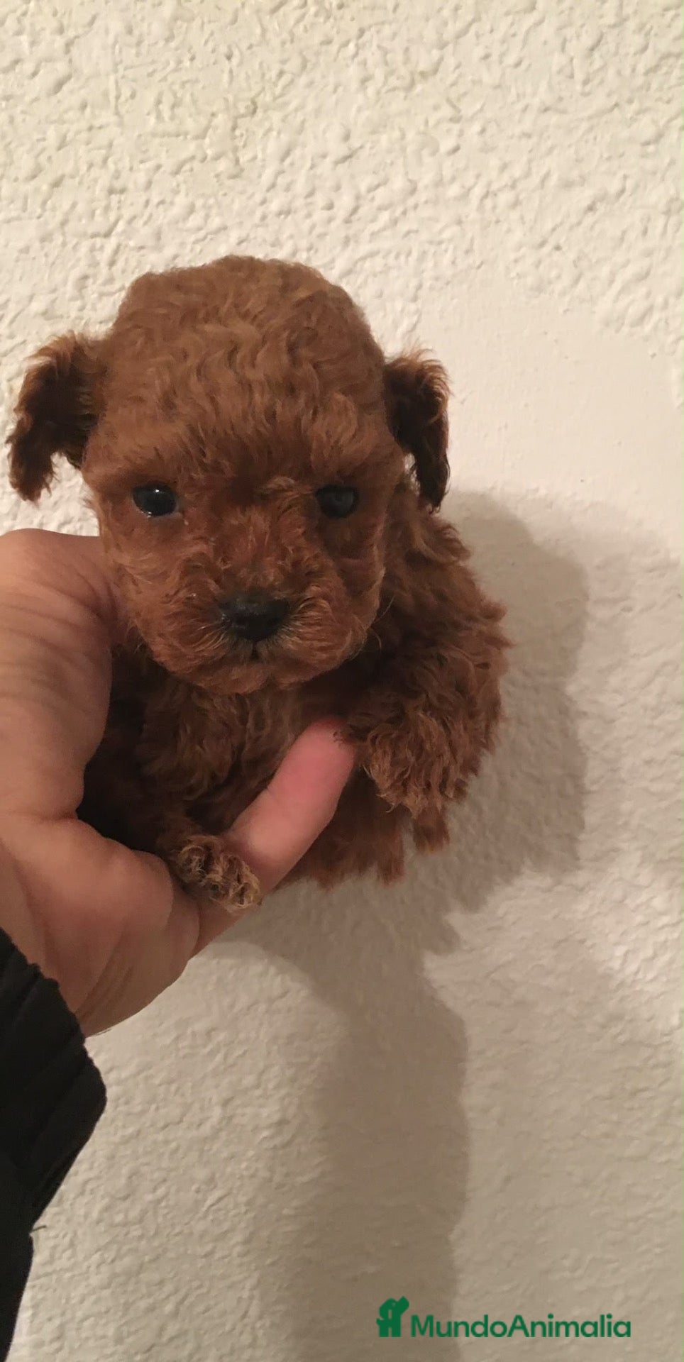 Caniche Toy perros CANICHES TOYS Y MINIS  - Anuncio 1