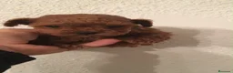 Caniche Toy perros en venta: CANICHES TOYS Y MINIS  - Anuncio 1