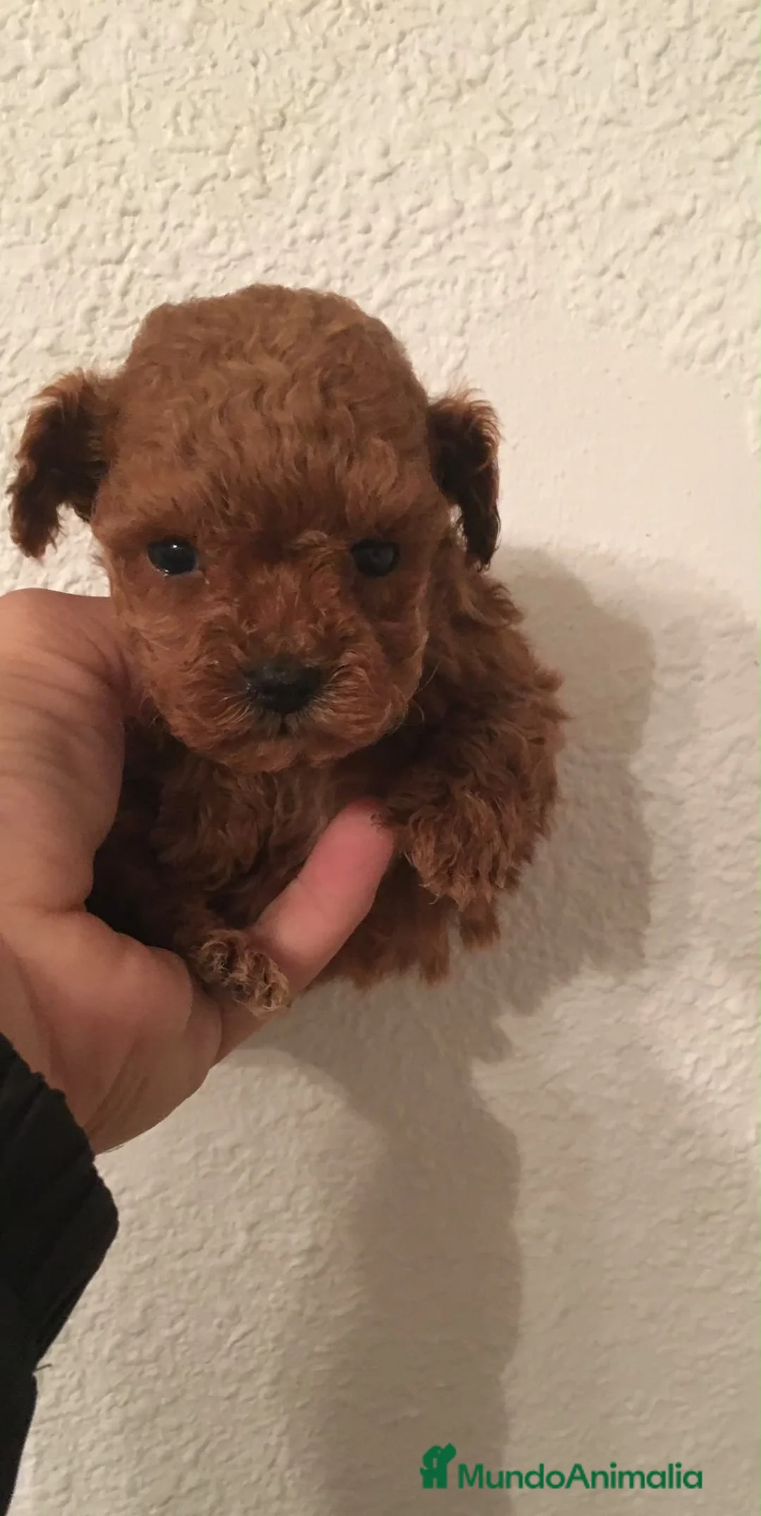 Caniche Toy perros en venta: CANICHES TOYS Y MINIS  - Anuncio 1
