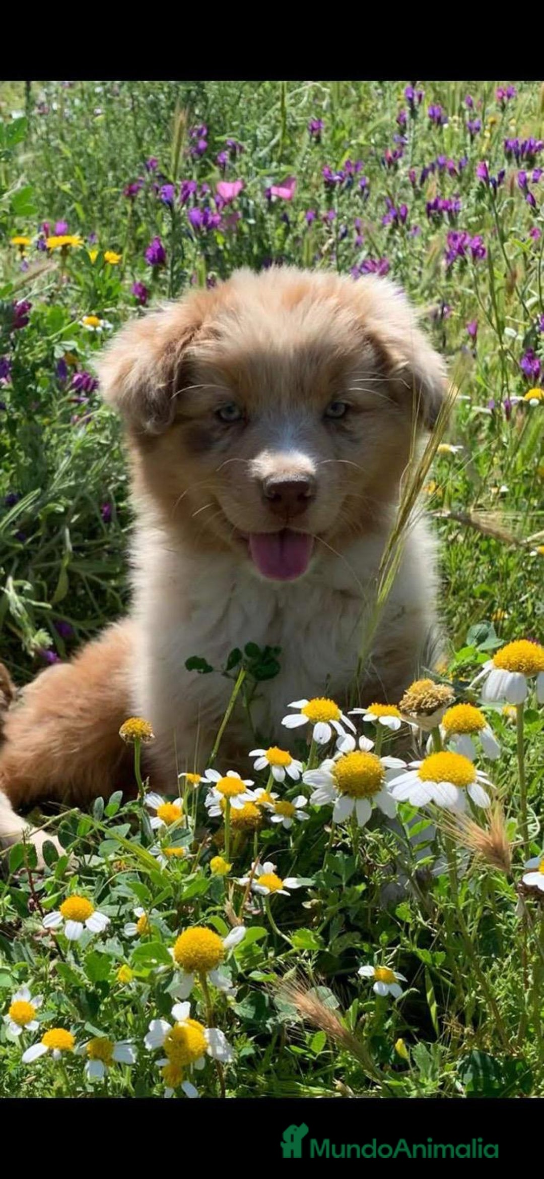 Imagen de galería {{count}}