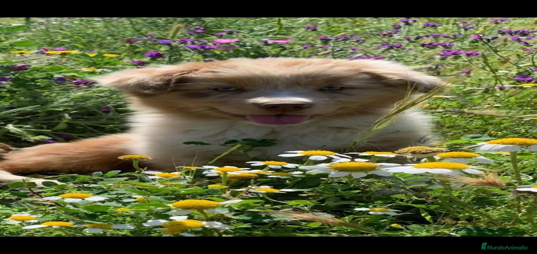 Imagen de galería {{count}}