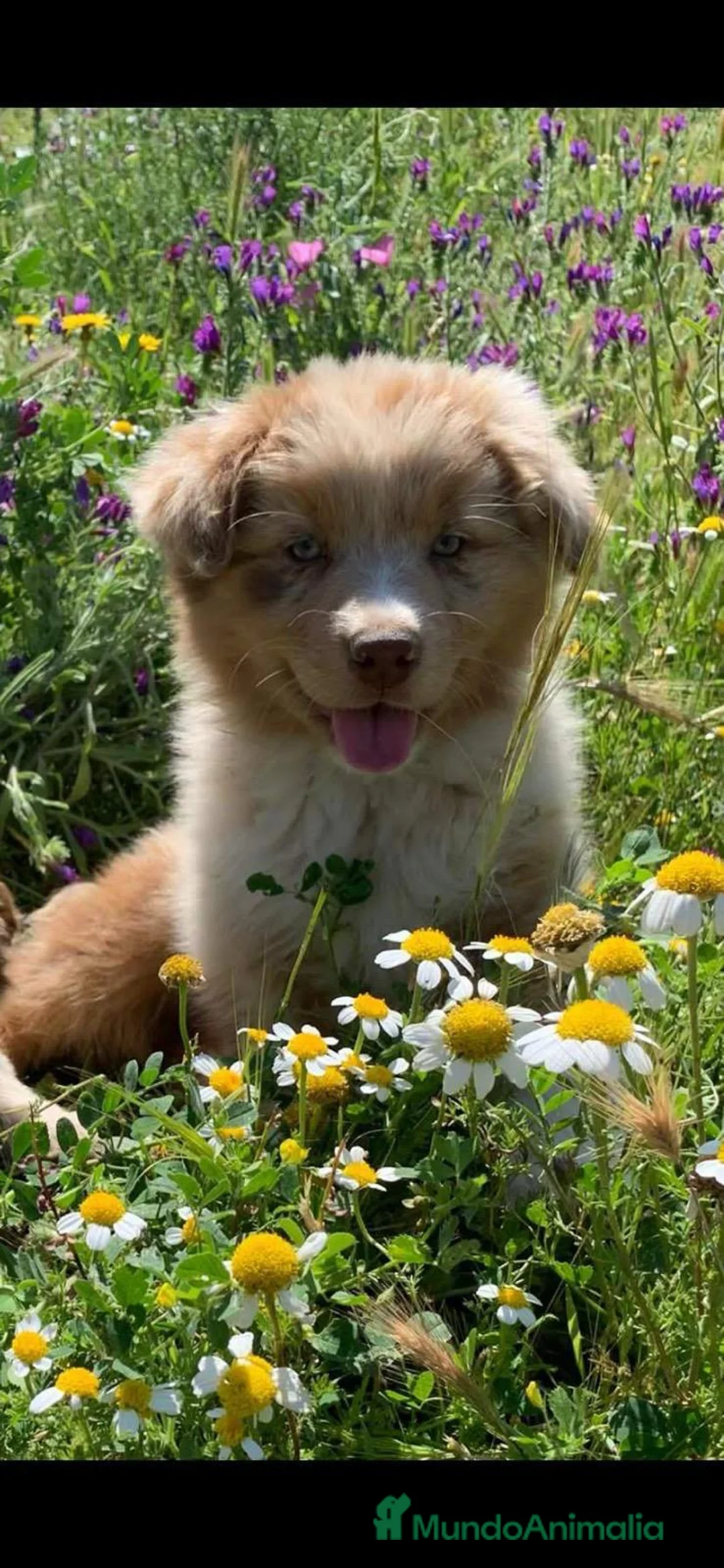 Imagen de galería {{count}}