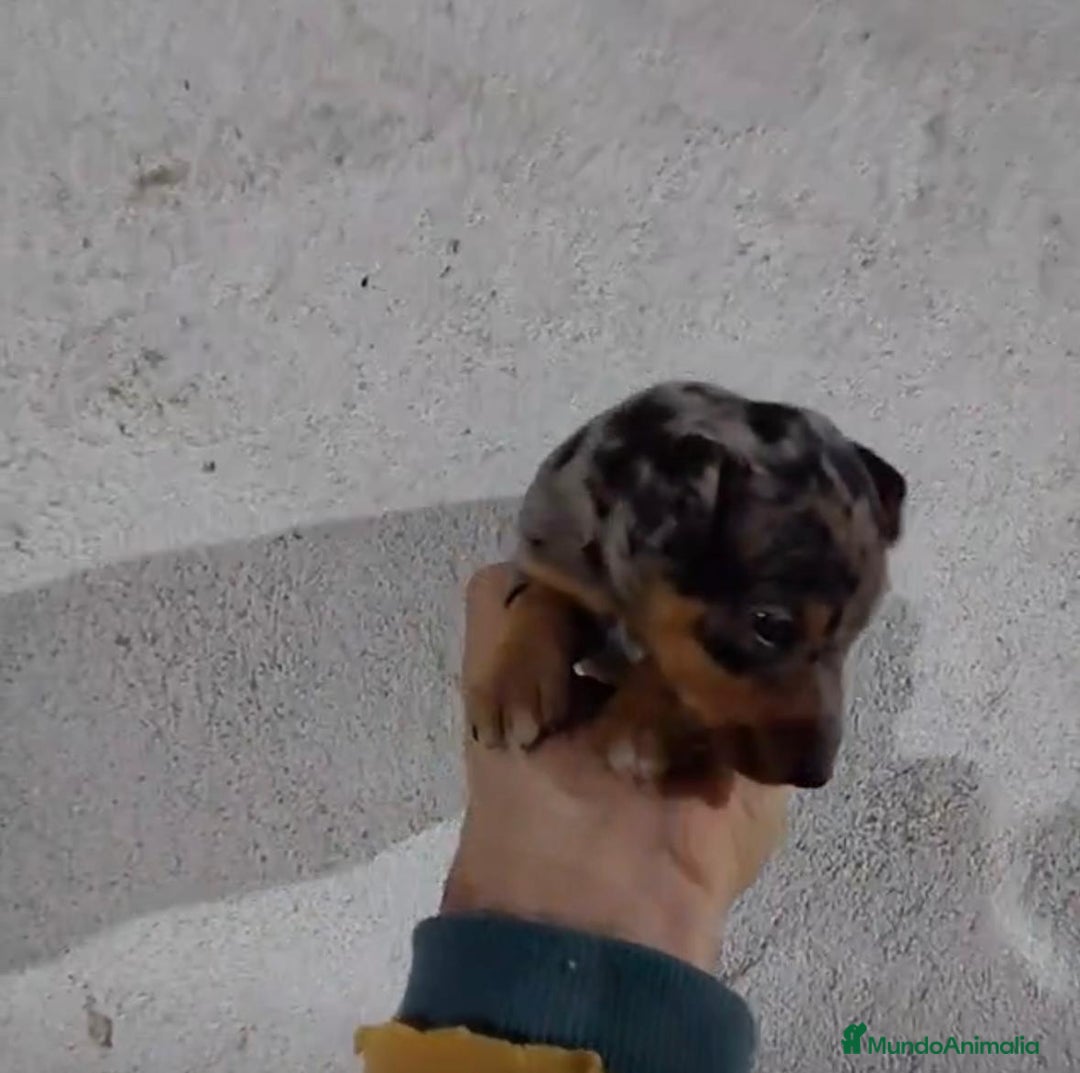 Pinscher Miniatura perros en venta: Pinscher miniatura merle  - Anuncio 7