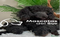 Caniche Toy perros en venta: CANICHE TOY HEMBRA - Imagen 2