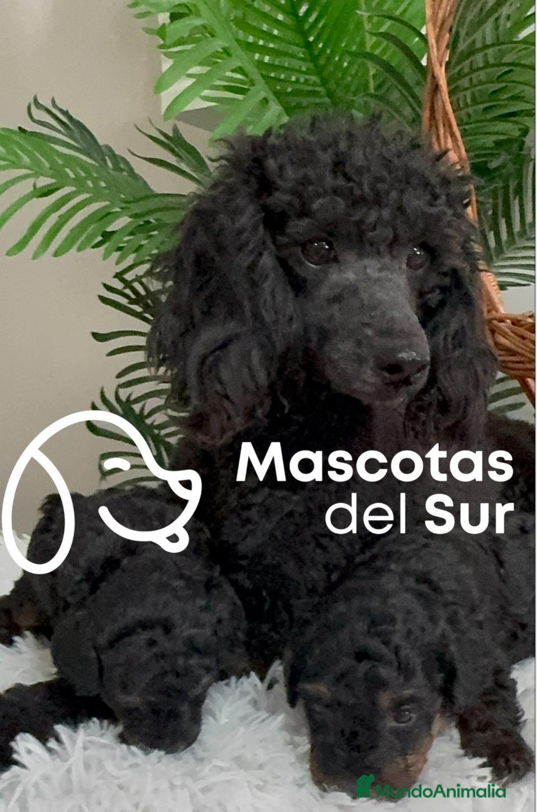 Caniche Toy perros en venta: CANICHE TOY HEMBRA - Imagen 2