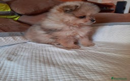 Pomerania perros en venta: Pomeranias merle - Anuncio 4