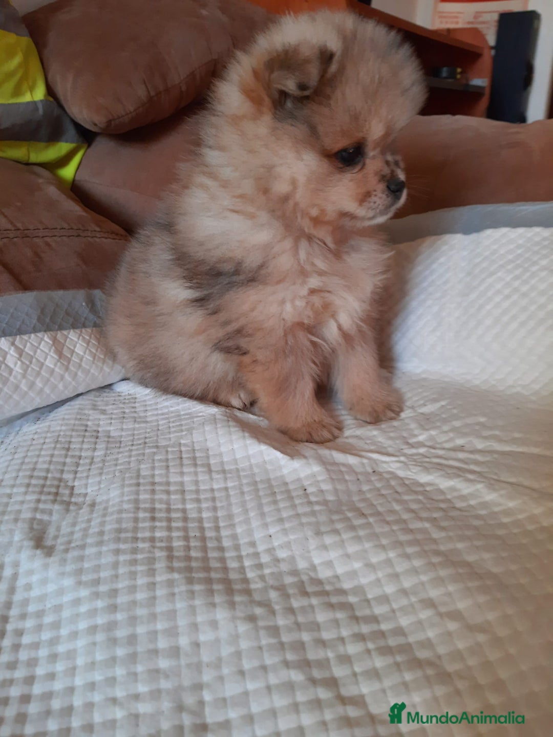 Pomerania perros en venta: Pomeranias merle - Anuncio 4