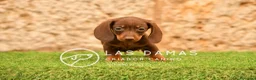 Teckel perros en venta: Teckel estándar disponibles - Anuncio 5