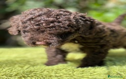 Perro de Agua Español perros en venta: Perro de Agua chocolate  - Imagen 8