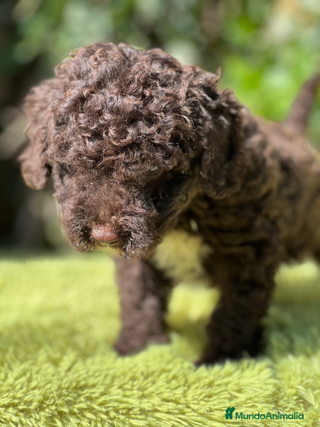 Perro de Agua Español perros en venta: Perro de Agua chocolate  - Imagen 8