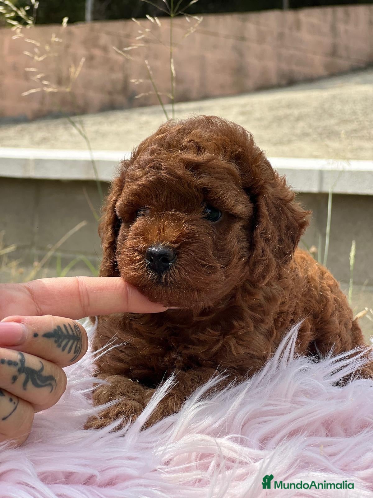 Caniche Enano perros CANICHE ROJO PIMENTÓN HEMBRA - Anuncio 15