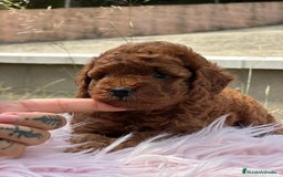 Caniche Enano perros en venta: CANICHE ROJO PIMENTÓN HEMBRA - Imagen 1