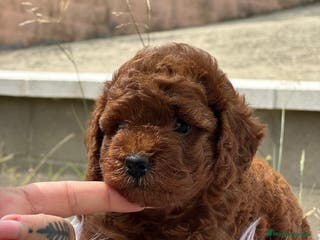 Caniche Enano perros CANICHE ROJO PIMENTÓN HEMBRA - Anuncio 28