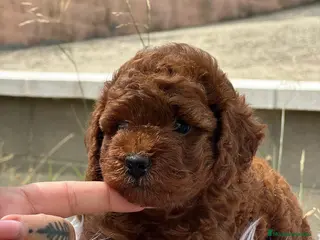 Caniche Enano perros CANICHE ROJO PIMENTÓN HEMBRA - Anuncio 3