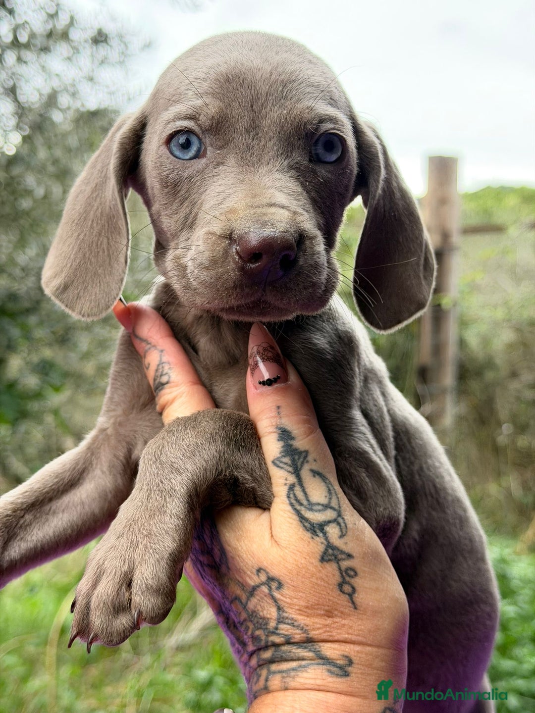 Weimaraner perros en venta: BRACO DE WEIMANARER - Anuncio 3