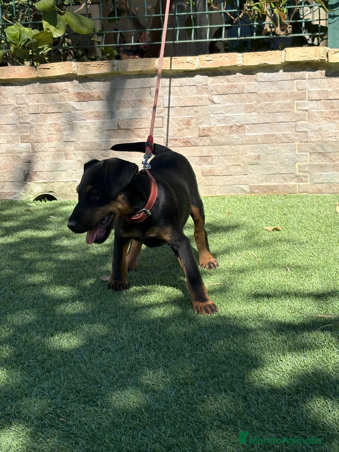 Terrier Alemán de Caza perros en venta: Cachorra de Jagd terrier  - Anuncio 1