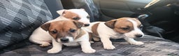 Jack Russell Terrier perros en venta: Jack Russell  - Anuncio 2