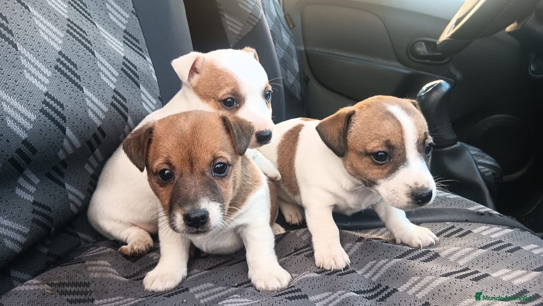 Jack Russell Terrier perros en venta: Jack Russell  - Anuncio 2